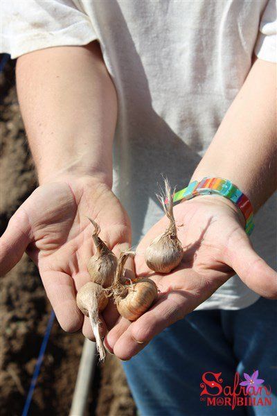 Les bulbes de crocus pour la récolte du safran